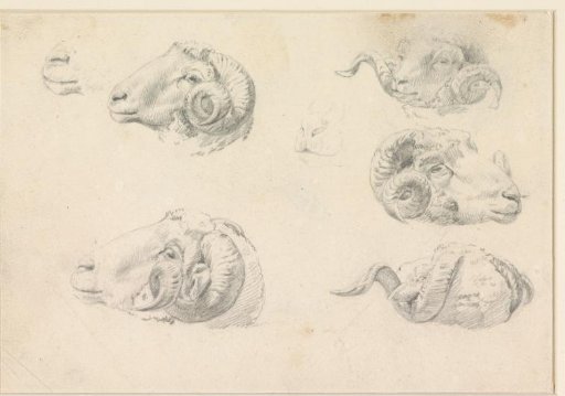 Five studies of ram heads