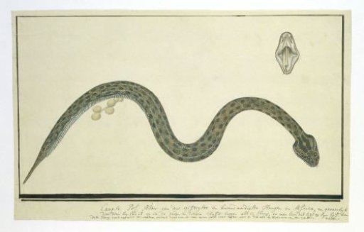 Bitis atropos (Berg adder)