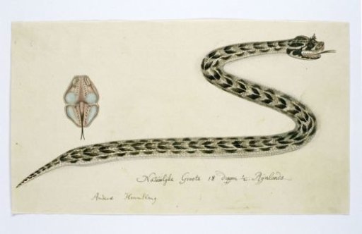 Bitis cornuta (Hornsman adder)