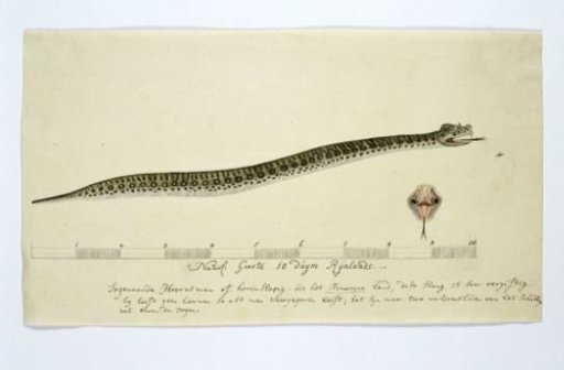 Bitis caudalis (Horned adder)