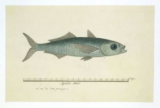 Fish of the order Mugilidae (mullet)