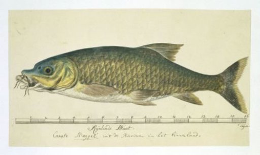 Labeo umbratus (Cape moggel)