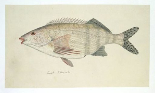 Cheilodactylus fasciatus (Redfingers)
