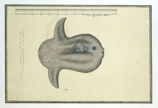 Mola mola (Ocean sunfish)