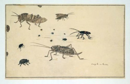 Beetles, chafers and grasshoppers (to be identified)