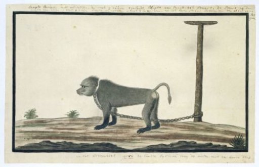Papio ursinus (Chacma baboon)