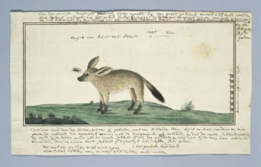 Otocyon megalotis (Bat-eared fox; female)