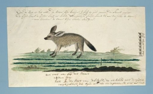 Otocyon megalotis (Bat-eared fox)