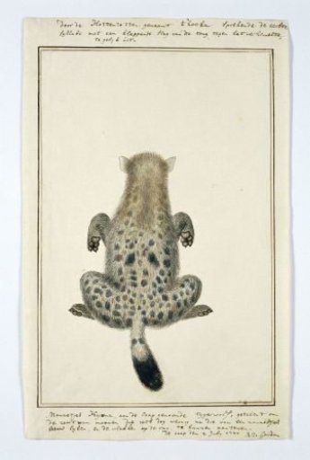 Crocuta crocuta (Spotted hyena)
