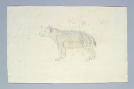 Crocuta crocuta (Spotted hyena)