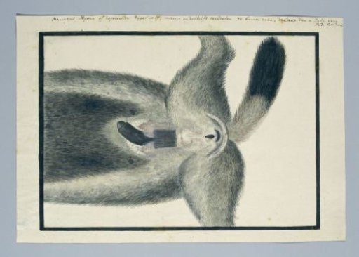 Crocuta crocuta (Spotted hyena), from below