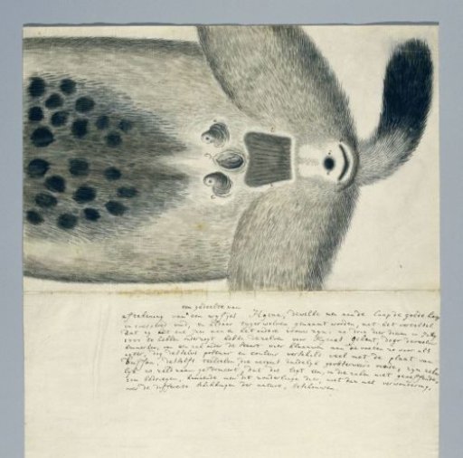 Crocuta crocuta (Spotted hyena)