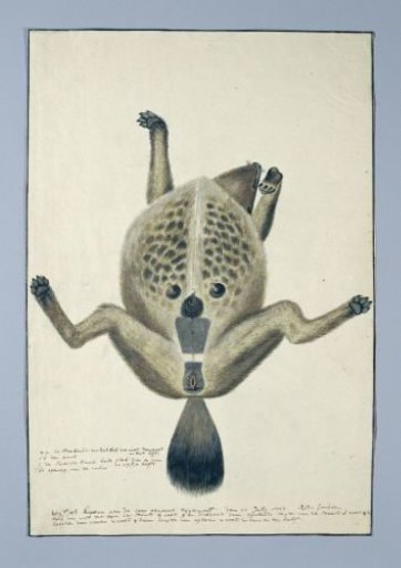 Crocuta crocuta (Spotted hyena)