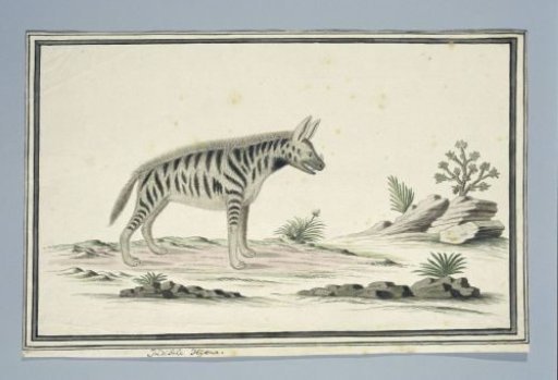 Proteles cristatus (probably) (Aardwolf)