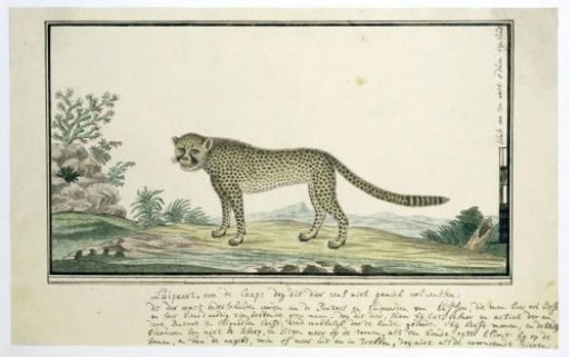 Acinonyx jubatus (Cheetah)
