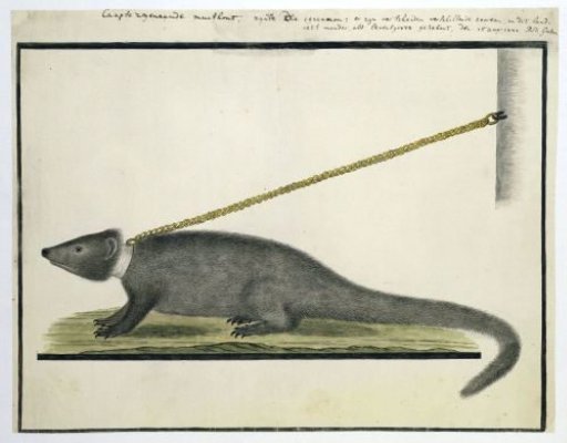 Galerella pulverulenta or Herpestes pulverulentus (Cape gray mongoose)