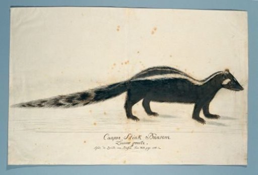 Ictonyx striatus (Striped polecat or Zorille)