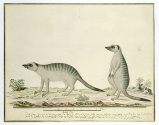 Suricata suricatta (Meerkats)