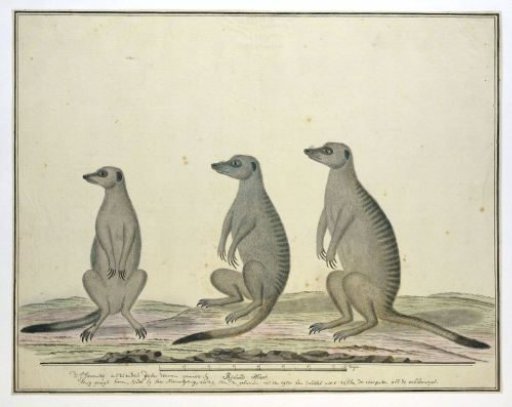 Suricata suricatta (Meerkats)