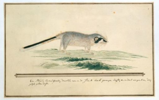Graphiurus ocularis (Spectacled dormouse)