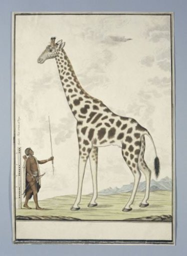 Giraffa camelopardalis (Giraffe)