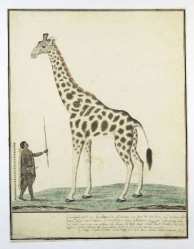 Giraffa Camelopardalis (Giraffe)