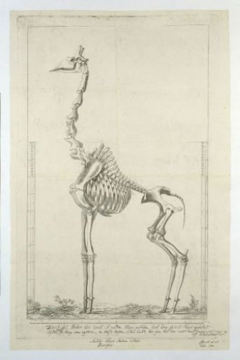 Giraffa Camelopardalis (Giraffe) skeleton