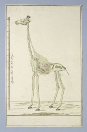 Giraffa camelopardalis (Giraffe), skeleton