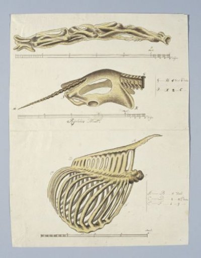 Giraffa camelopardalis (Giraffe), skeleton