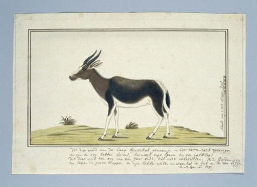 Damaliscus pygargus pygarus (Bontebok)