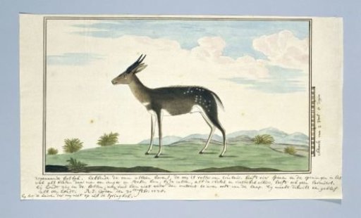 Tragelaphus scriptus (Bushbuck)