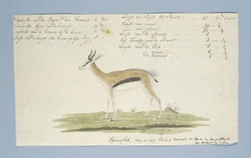 Antidorcas marsupialis (Springbok)