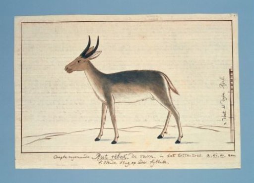 Redunca arundinum (Southern reedbuck; male)