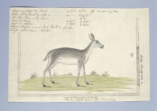 Redunca arundinum (Southern reedbuck)