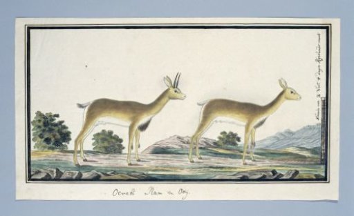Ourebia ourebi (Oribi)