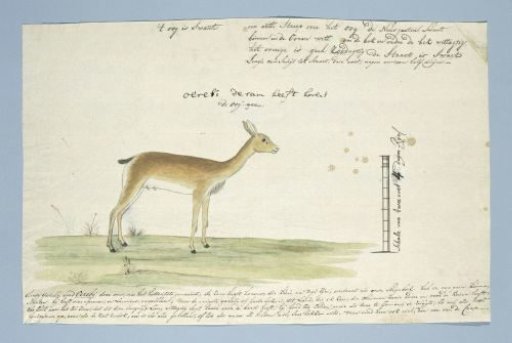 Ourebia ourebi (Oribi)