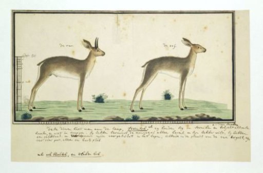 Raphicerus campestris (Steenbok)