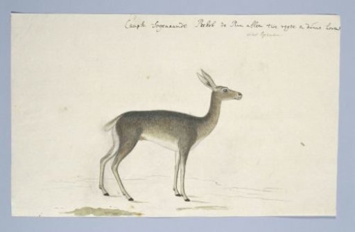 Pelea capreolus (Grey rhebok)