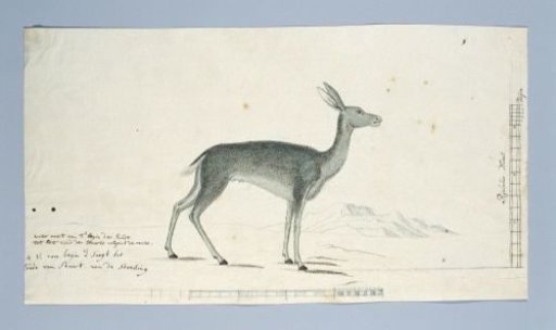 Pelea capreolus (Grey rhebok)