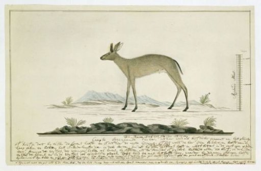Sylvicapra grimmia (Common Duiker)