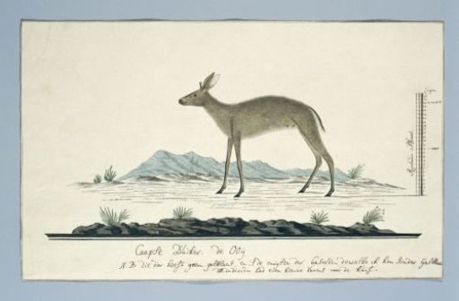 Sylvicapra grimmia (Common Duiker)