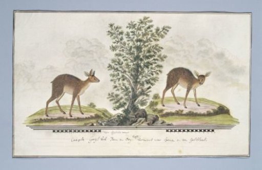 Raphicerus melanotis (Cape grysbok)