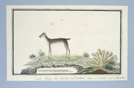 Philantomba monticola (Blue duiker)