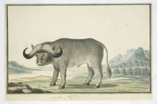 Syncerus caffer caffer (Cape buffalo)