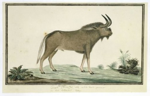Connochaetes gnou (Black wildebeest)