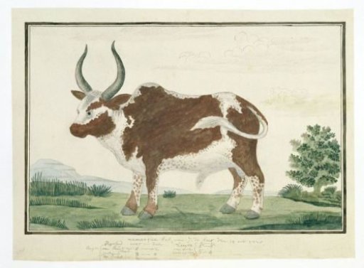 Bos taurus: Namaqua Ox or "nomgo"
