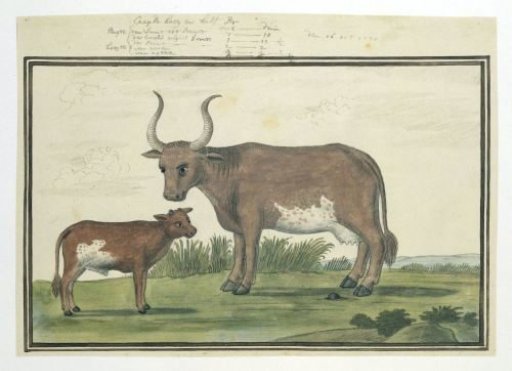 Bos taurus: Cape cow and calf