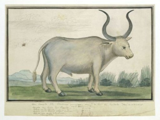 Bos taurus: Cape Ox