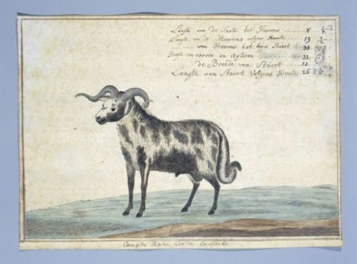 Cape Ram