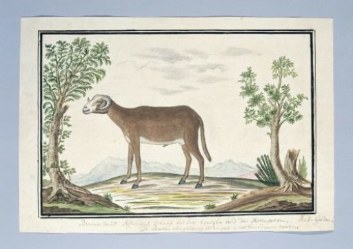 Cape Ram